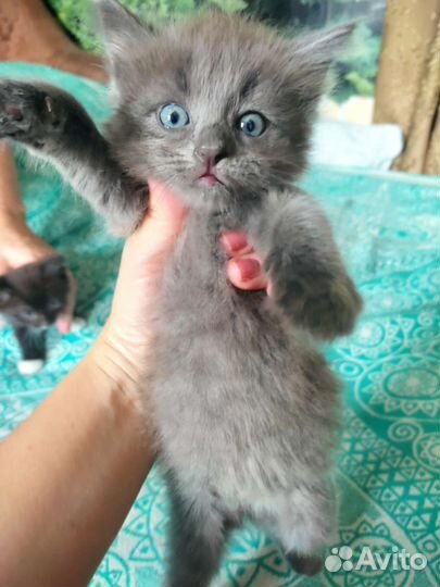 Котики в добрые руки