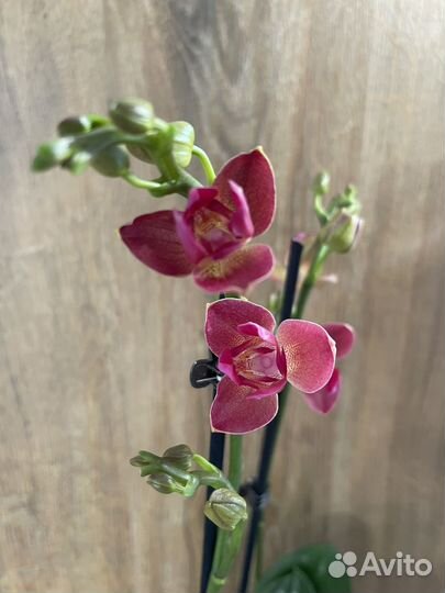 Орхидея фаленопсис трилипс