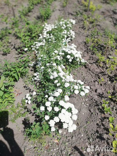 Саженцы плодово ягодных и декоративных культур