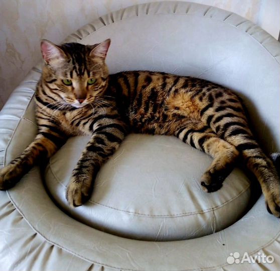 Бенгальский котик ищет дом