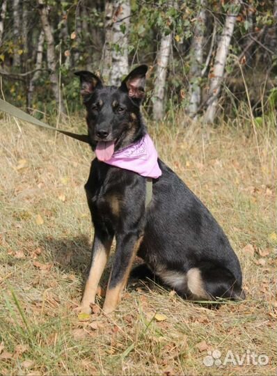 Молодая собака Рукка