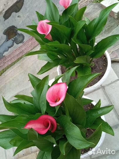 Клубни калл ярко розовых