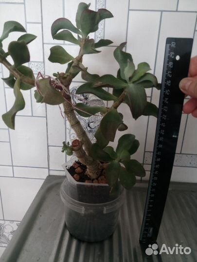 Толстянка бонсай