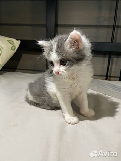 Котенок мальчик