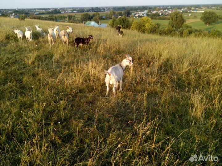 Козы дойные, козлята