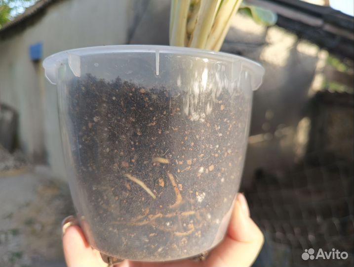 Аглоонема йок канхана Вайт лайм