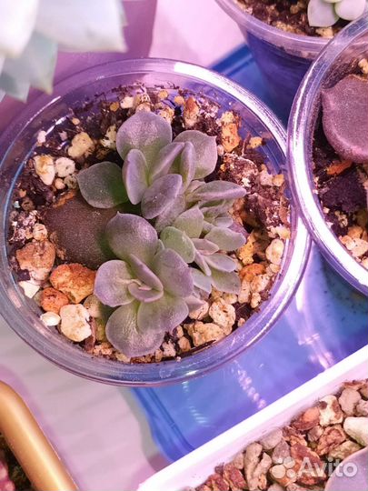 Суккуленты разные