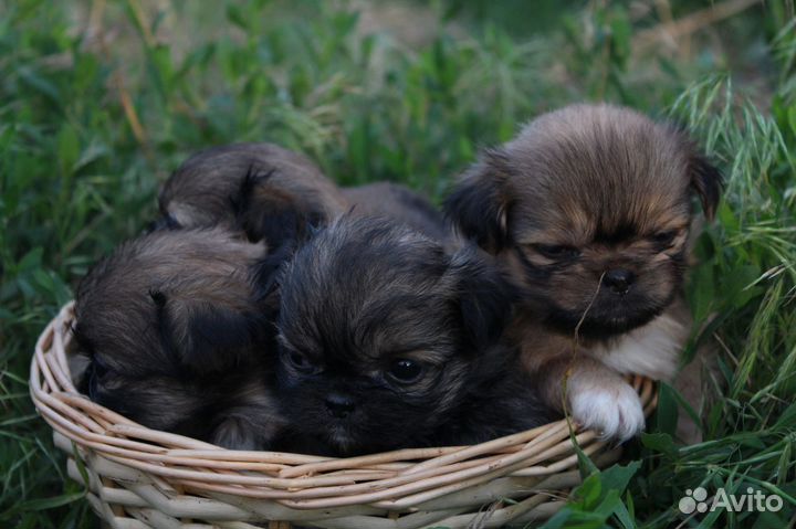Продам щенков пикенеса девочки чистокровные