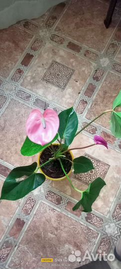 Антуриум cavalli