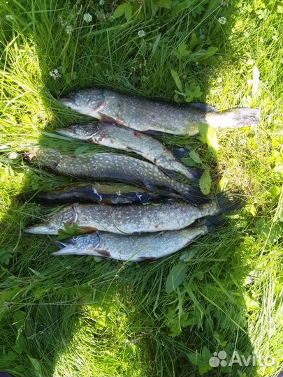 Аренда лодок,катеров,моторов от 2 до 10 сил,ночлег