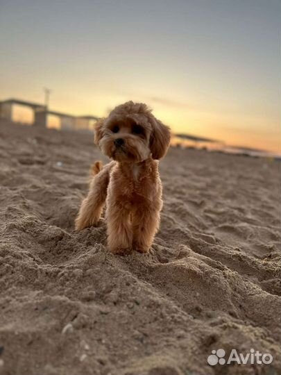 Щенок мальтипу f1