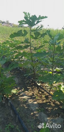 Саженцы Инжира