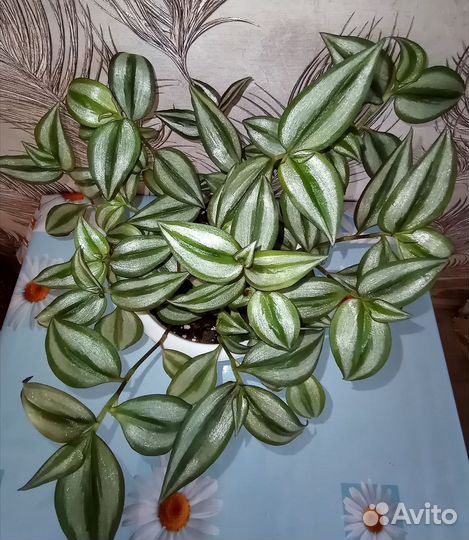 Традесканции сортовые