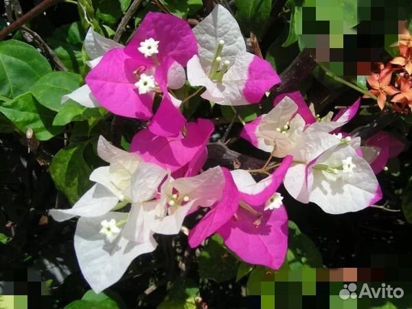 Бугенвиллия Mery Palmer