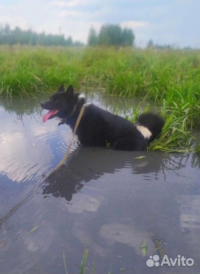 Молодой кобелек(лайка)