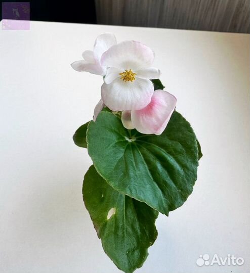 Бегония вечноцветущая