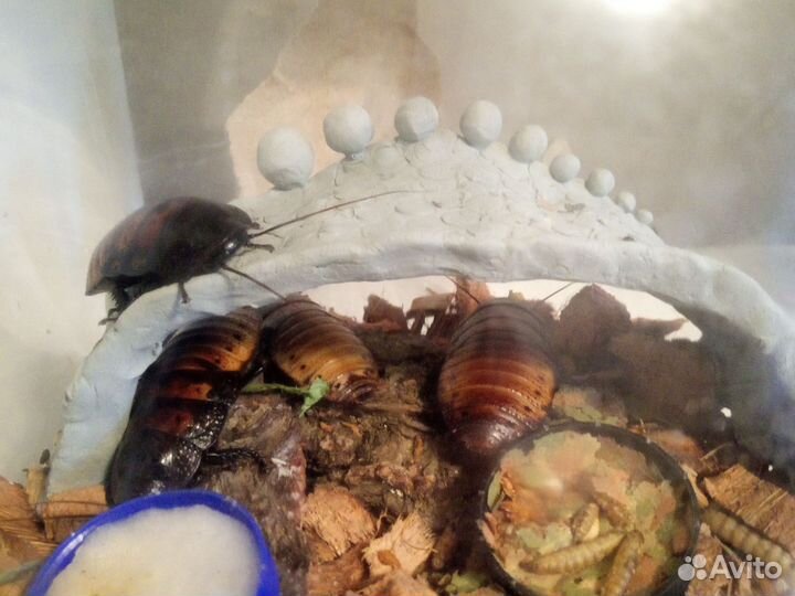 Таракан мадагаскарский