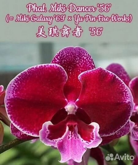 Орхидея Биг лип Мики Дансер