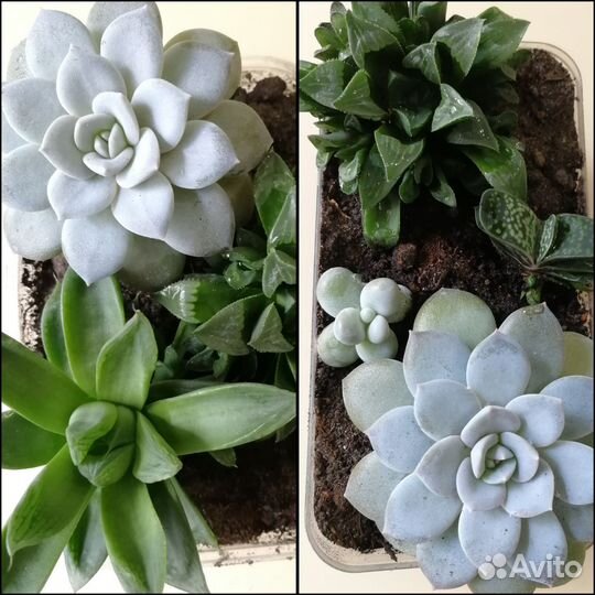 Набор суккулентов
