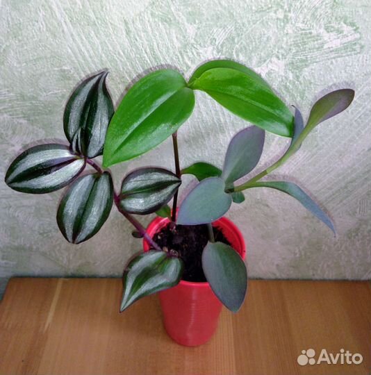 Комнатные Цветы Разные (100)