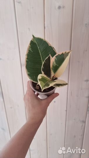 Фикус эластика тинеке