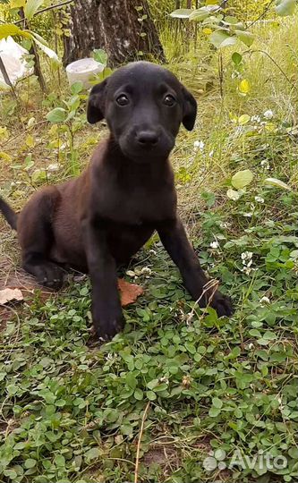 Собаки бесплатно в добрые руки щенки