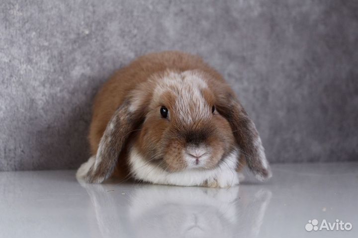 Декоративные карликовые кролики