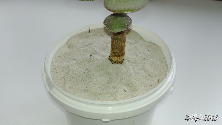 Толстянка Крассула овата, или денежное дерево