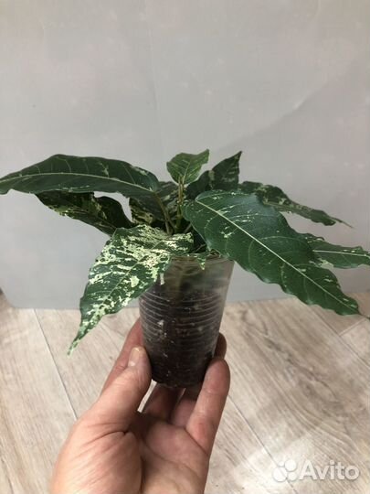 Фикус аспера