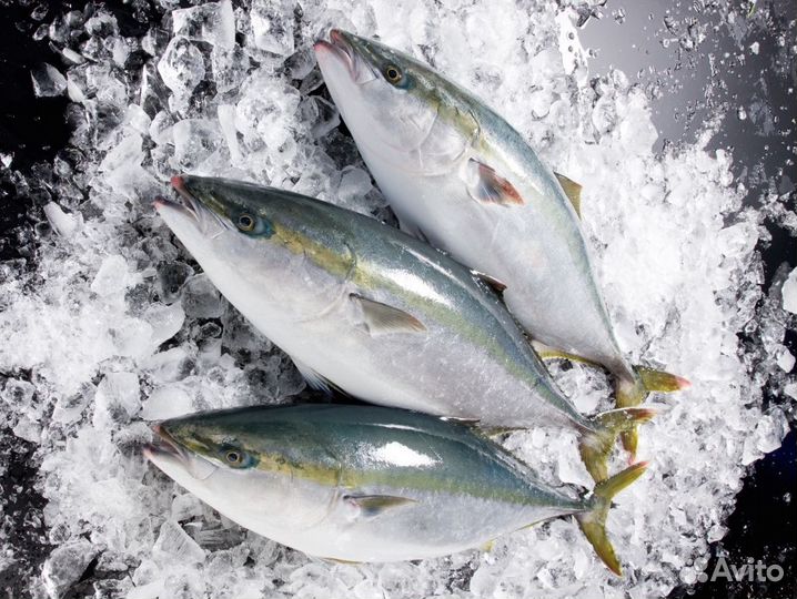 Рыба Лакедра