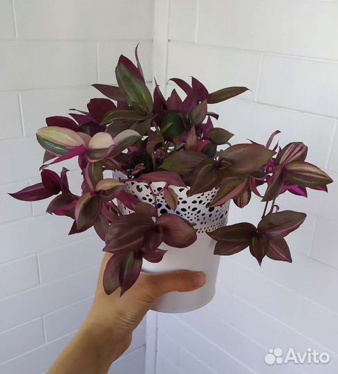 Традесканция тайская