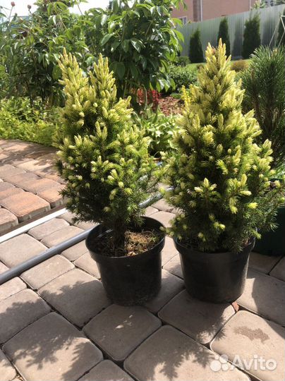 Ель дейзи уайт и Сандерс блю