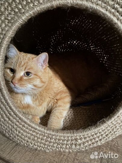 Котодомик для животных