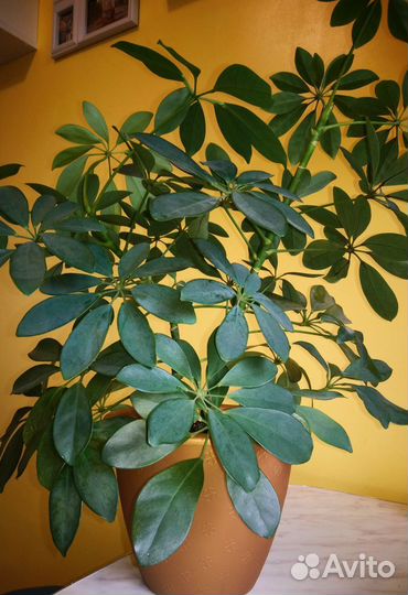 Шефлера шеффлера