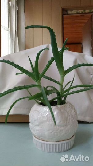 Алоэ цветы лечебные