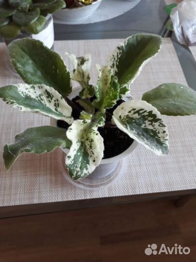 Фиалка (стартер)