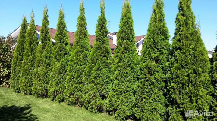 Туи смарагд