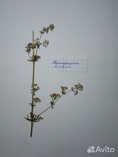 Гербарии для флористической тетради