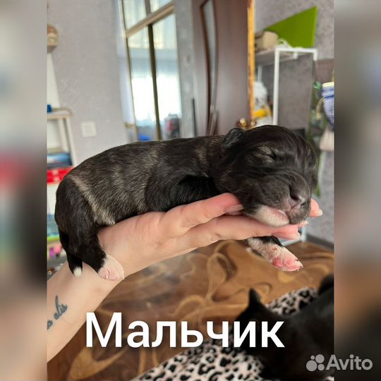 Слепые щенки