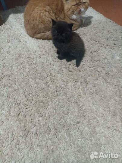 Котята экзоты