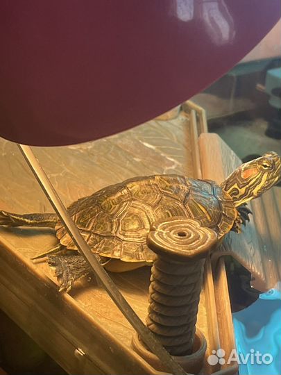 Черепаха красноухая бесплатно