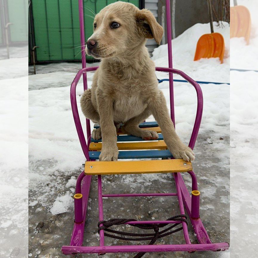 Щенок в добрые руки бесплатно