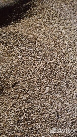 Зерно(Овёс, Ячмень, Пшеница, Рожь, Кукуруза)