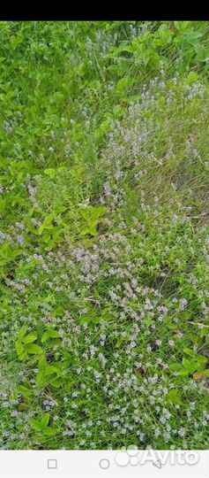 Чабрец сушеный, в упаковке 650 грамм