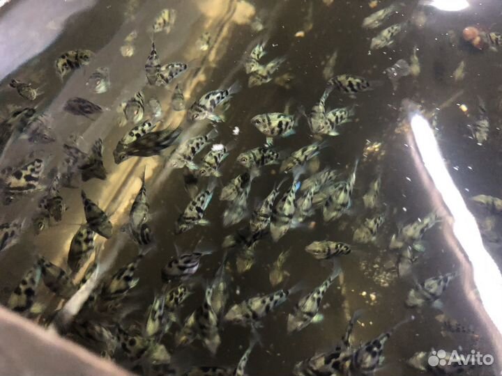 Рыбка сапфировый попугай