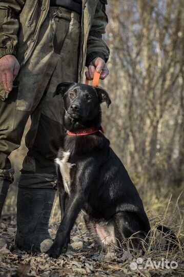 Очень красивая собака в добрые руки