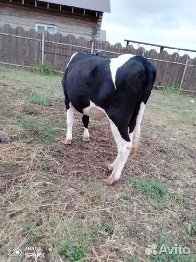 Телки стельные