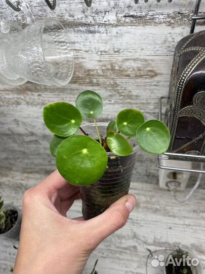 Пилея денежное дерево