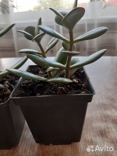 Толстянка,денежное дерево