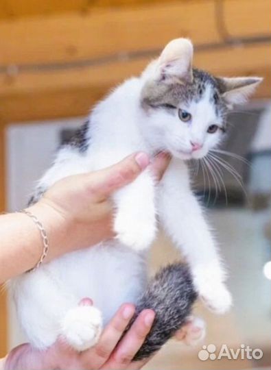 Ласковый малыш Рубик(4мес) Лесной приют